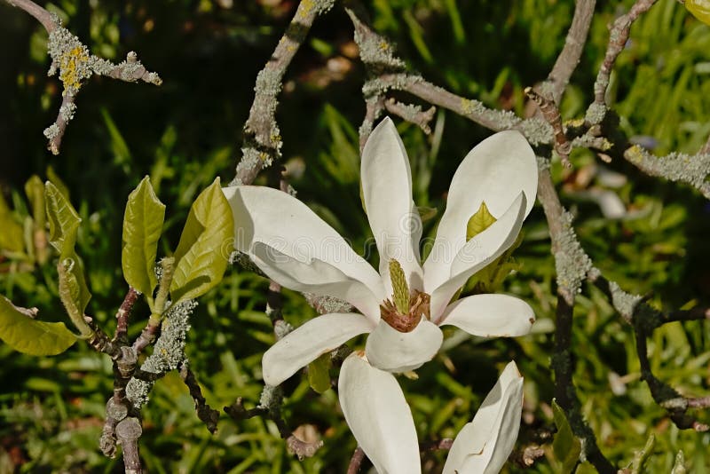 Magnolia för Brigh twhitestjärna i trädgården fotografering för bildbyråer Magnolia för Brigh twhitestjärna i trädgården fotografering för bildbyråer
