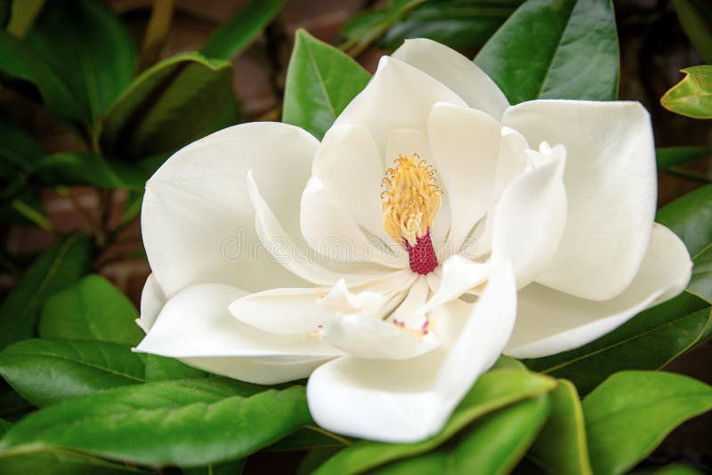 Magnolia Grandiflora