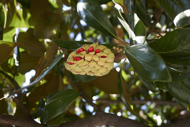 Magnolia Grandiflora Branch With Fruit Stock Photo - Image ...