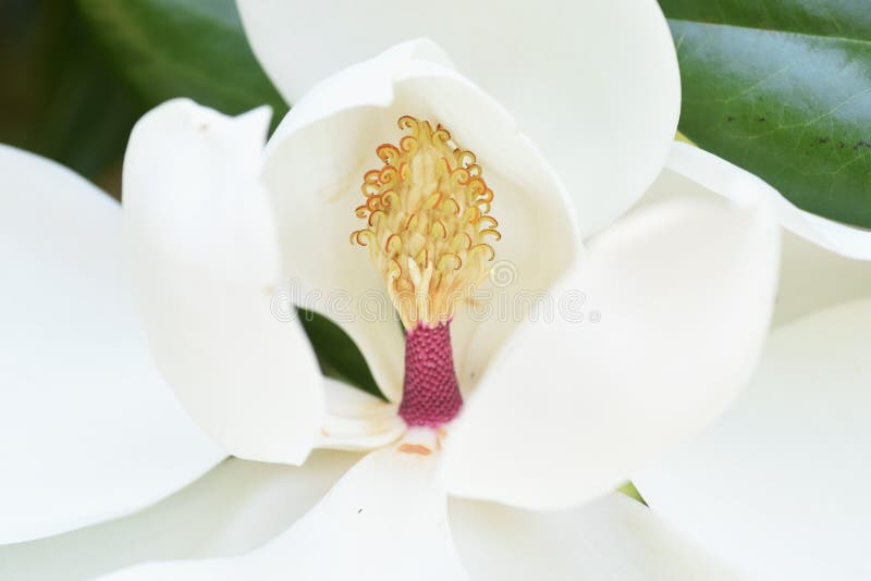 Magnolia Grandiflora Flower and Their Stamens and Pistils. Stock Image -  Image of garden, magnoliaceae: 220108239