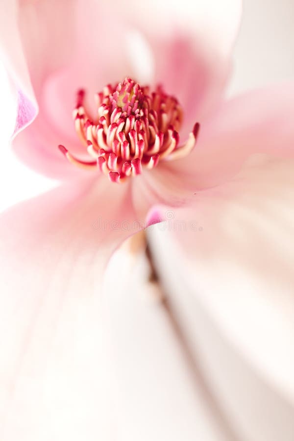 Magnolia Jane Blossom in pink and white hues