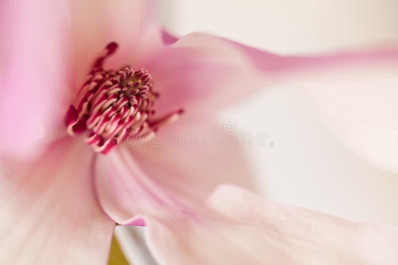 Beautiful Magnolia Jane Blossom in pink and white hues