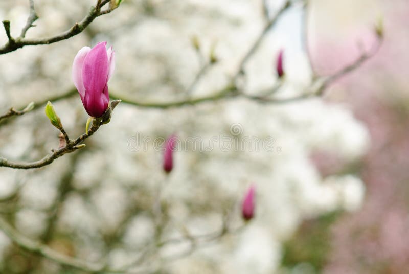 Magnolia minimalist stock image. Image of flowers, bush - 22699937