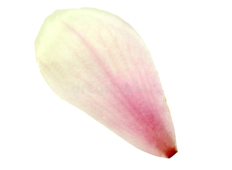 Magnolia petal