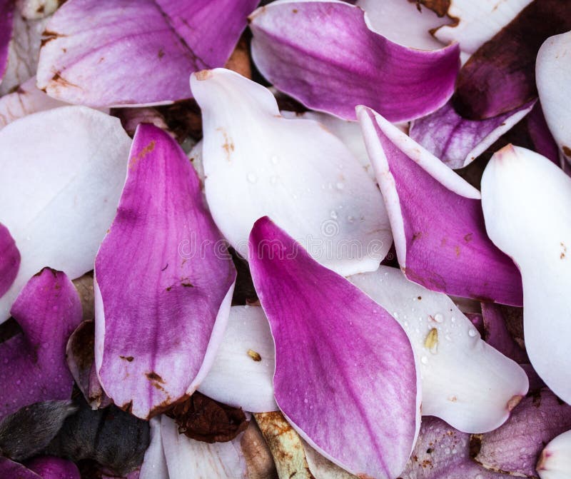 Magnolia Petals stock photo. Image of blooming, arbor 40737042