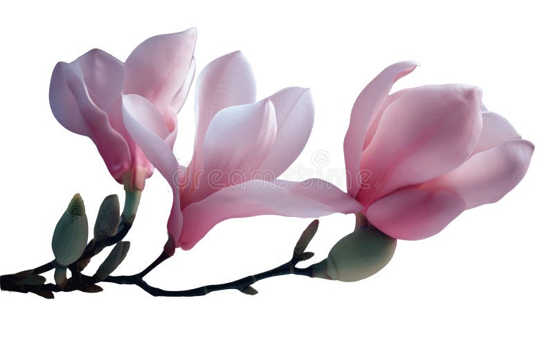 Magnolia pink bloom in spring. Branches with Large grandiflora flowers close-up view isolated background transparent png.