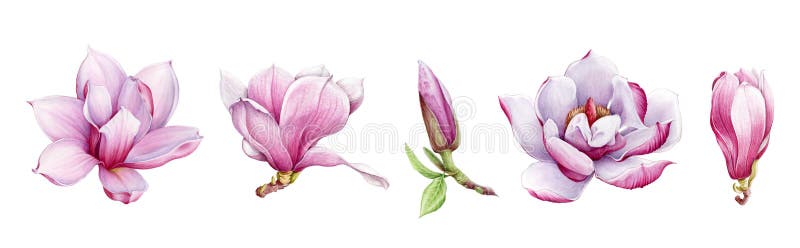 Magnolia pink tender flower watercolor painted illustration set. Hand drawn lush spring bud and blossom in the full bloom. Magnoli