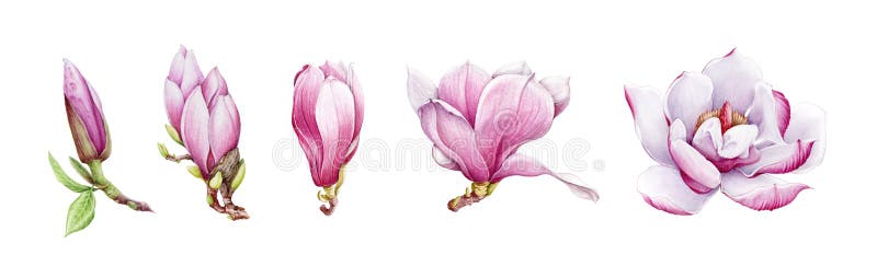 Magnolia pink tender flower watercolor painted illustration set. Hand drawn lush spring bud and blossom in the full bloom. Magnoli