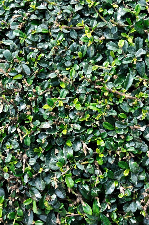 Magnolia Plant Leaves As Background Stock Image Image of garden