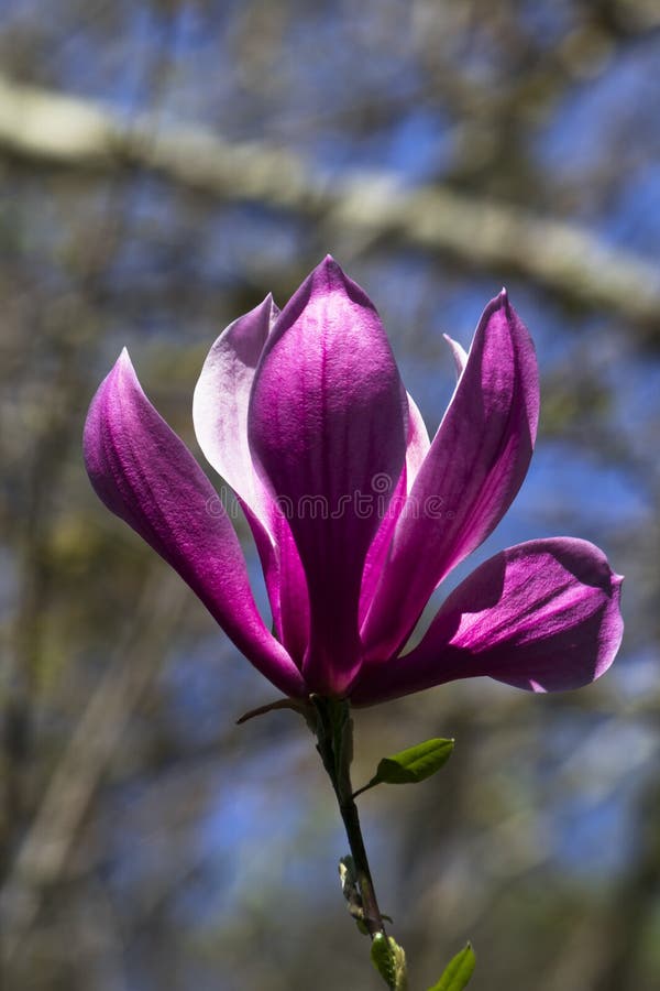 Magnolia púrpura de Japón en el festival de la flor fotos de archivo libres de regalías Magnolia púrpura de Japón en el festival de la flor fotos de archivo libres de regalías