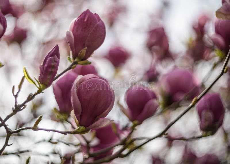 Magnolia rosa foto de archivo. Imagen de magnolia, planta - 175982000