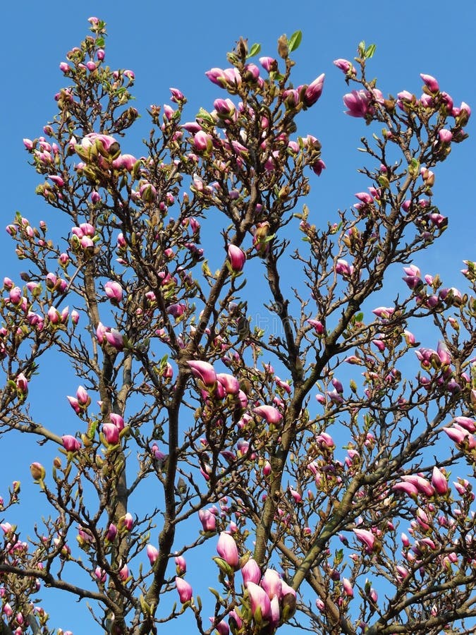 Magnolia rosada en fondo del cielo azul