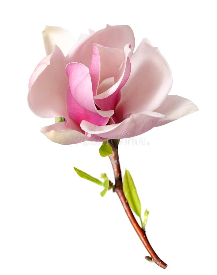 Branche De Fleur De Magnolia Image stock Image du pureté