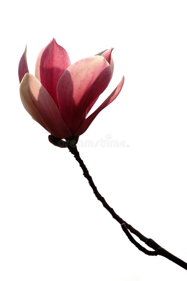 Magnólia roxa fotos de stock royalty free