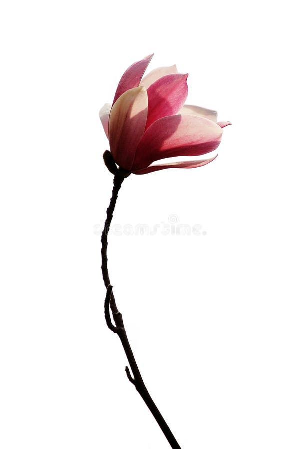 Magnólia roxa imagem de stock royalty free