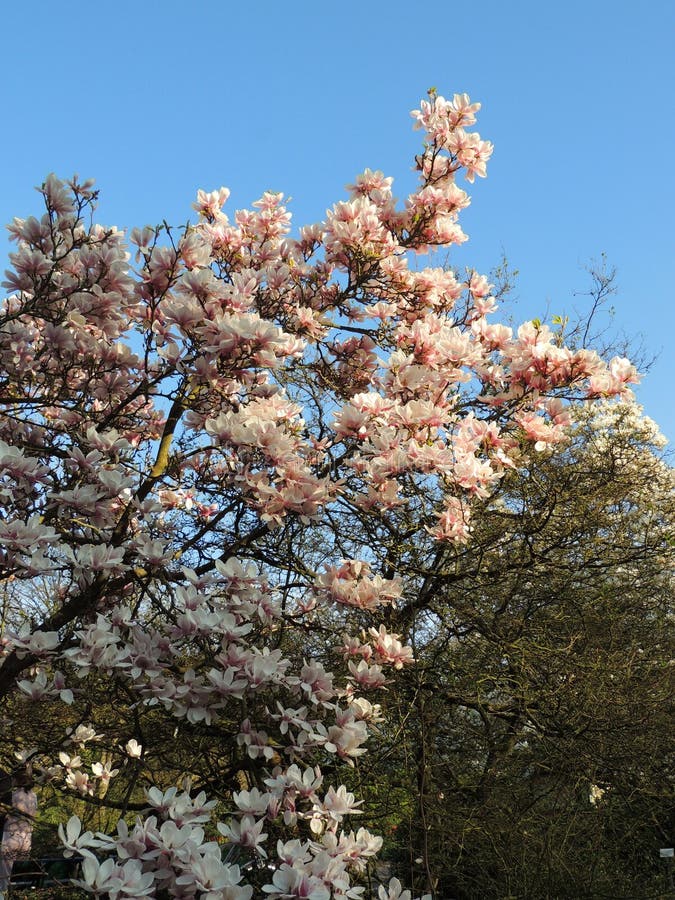 Magnolia Soulangeana in Bloom Stock Photo - Image of flower, deciduous ...