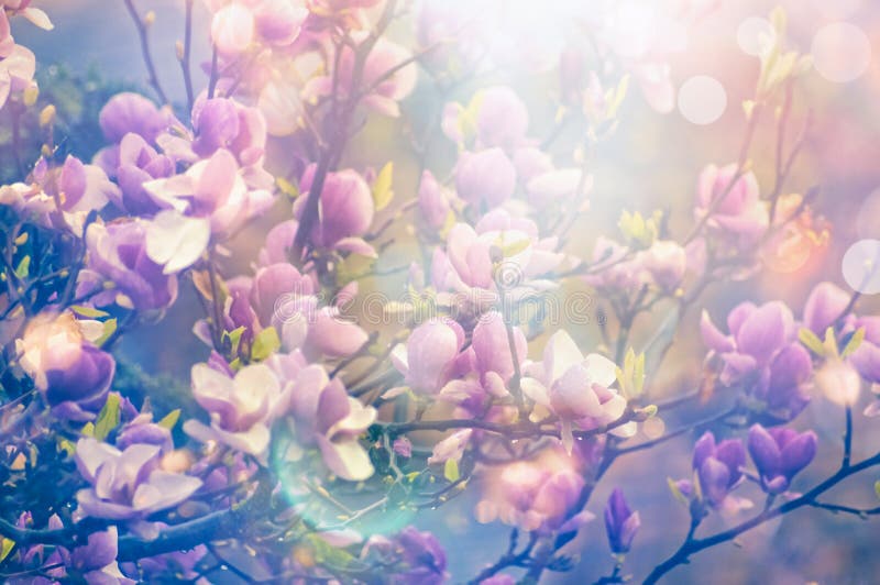 Magnolia spring blooming garden, blurred nature background with sun shine and bokeh