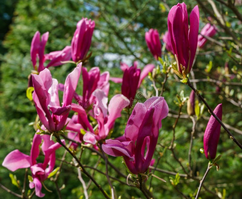 Magnolia Susan Magnolia lililiflora x Magnolia stellata med stora rosa blommor och knoppar i trädgården royaltyfria bilder