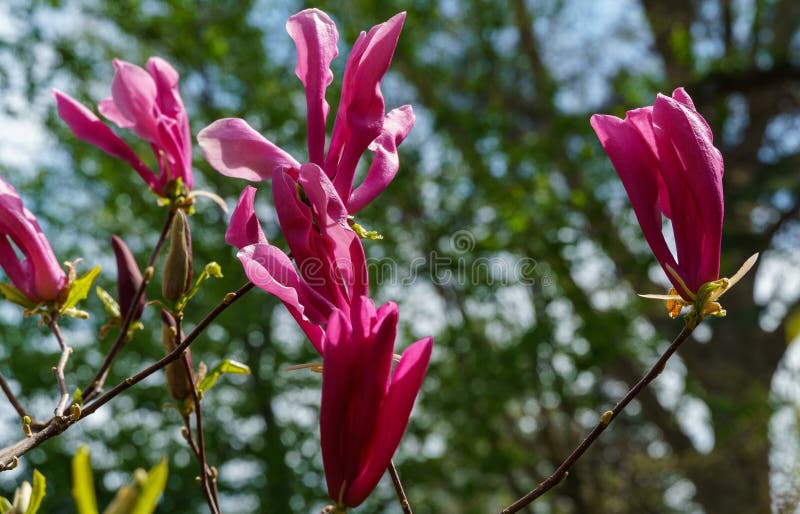 Magnolia Susan Magnolia lililiflora x Magnolia stellata med stora rosa blommor och knoppar i trädgården royaltyfri foto