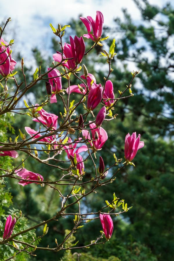 Magnolia Susan Magnolia lililiflora x Magnolia stellata med stora rosa blommor och knoppar royaltyfria foton