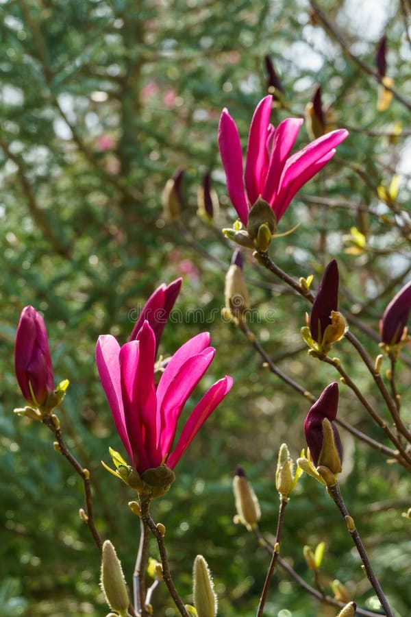 Magnolia Susan Magnolia lililiflora x Magnolia stellata med stora rosa blommor och knoppar fotografering för bildbyråer