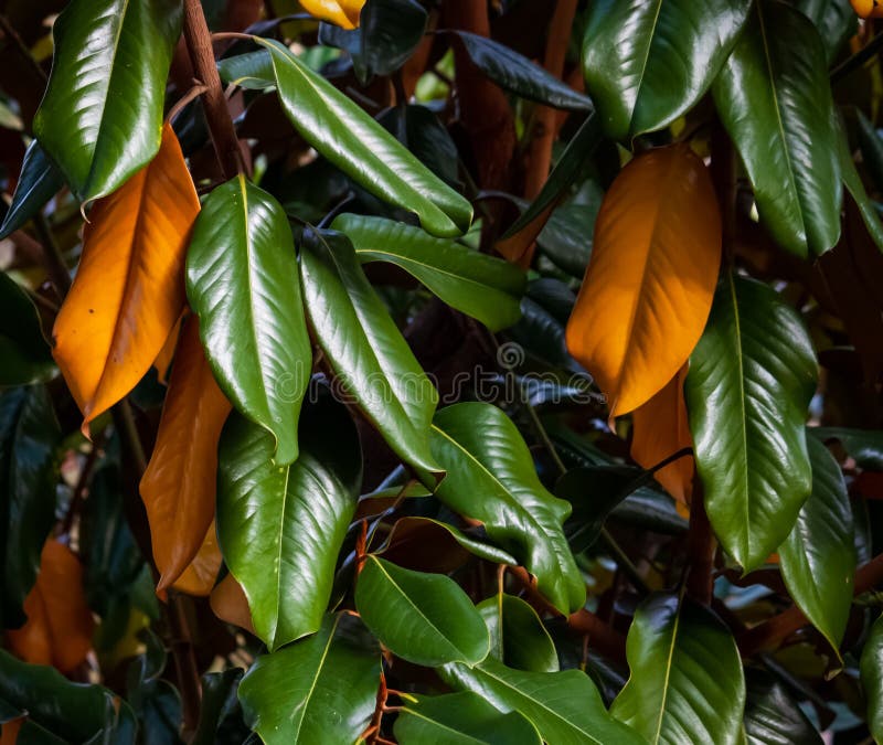 Magnolia tree autumn leaves  closeup