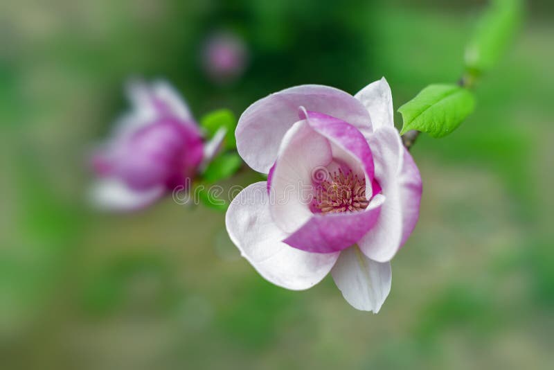 Magnolia Tree in Bloom Beautiful Purple Flowers in Spring. Stock Image
