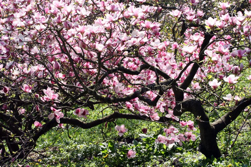 Magnolia tree in bloom stock photo. Image of flora, horticulture - 44283992