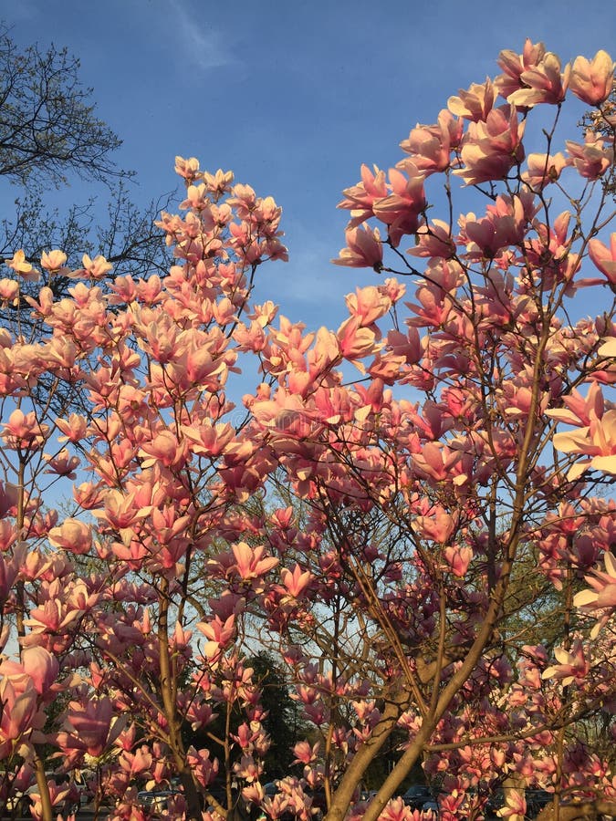 Magnolia Tree Bloom Washington Dc Stock Photos - Free & Royalty-Free