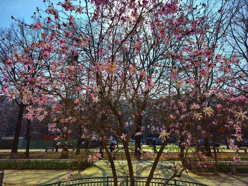 Magnolia tree in blossom in Bucharest