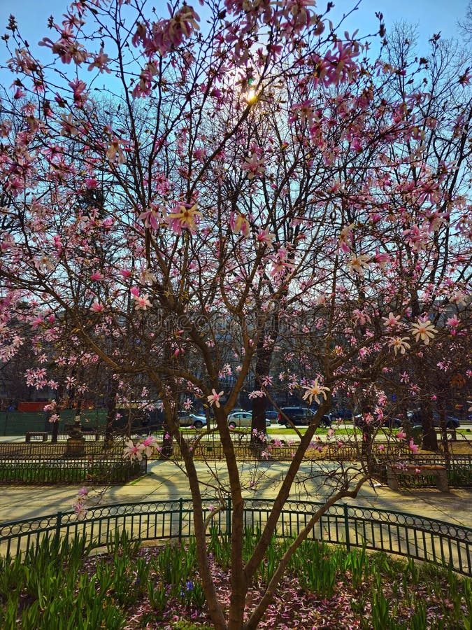 Magnolia tree in blossom in Bucharest