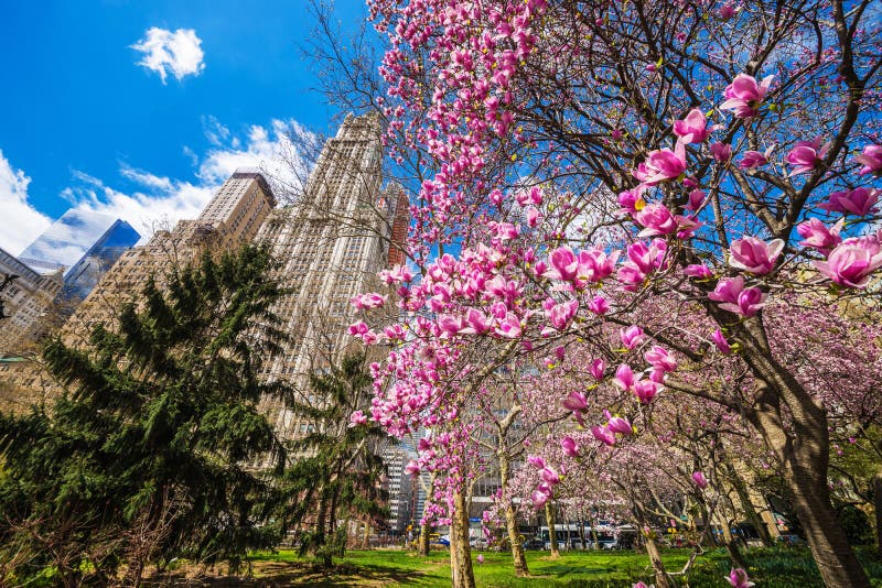 Magnolia Blossom in City Hall Park in Lower Manhattan NYC Stock Photo ...