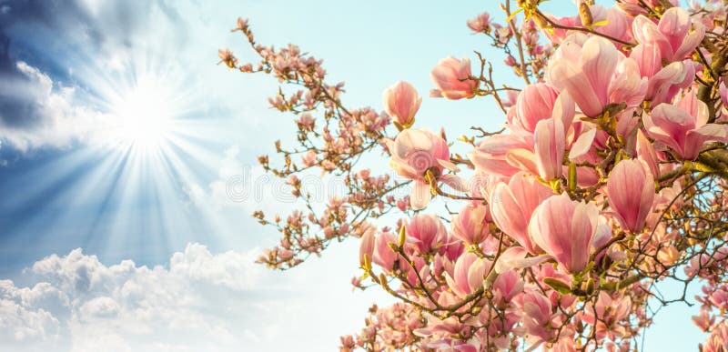 Magnolia tree blossom with colourful sky on background.