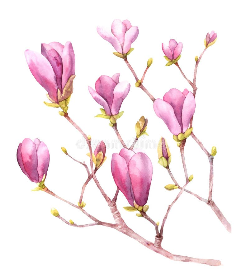 Magnolia tree stock illustration. Illustration of nature - 16819129