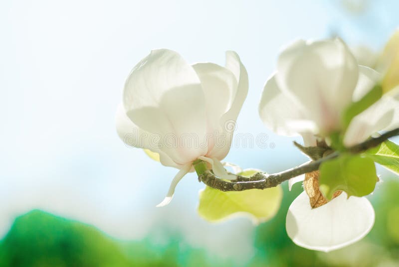 Magnolia tree blossom