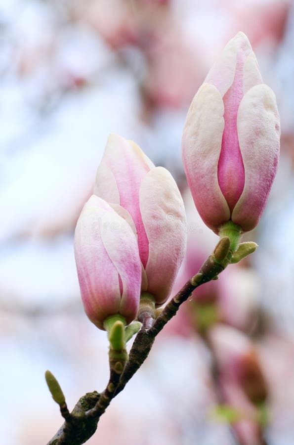 Magnoliatree flower buds stock photo. Image of beauty 12404420