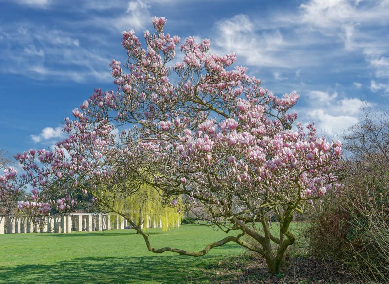 Magnolia Tree in flower public Nordpark in Dusseldorf North Rhine Westphalia Niemcy zdjęcia stock