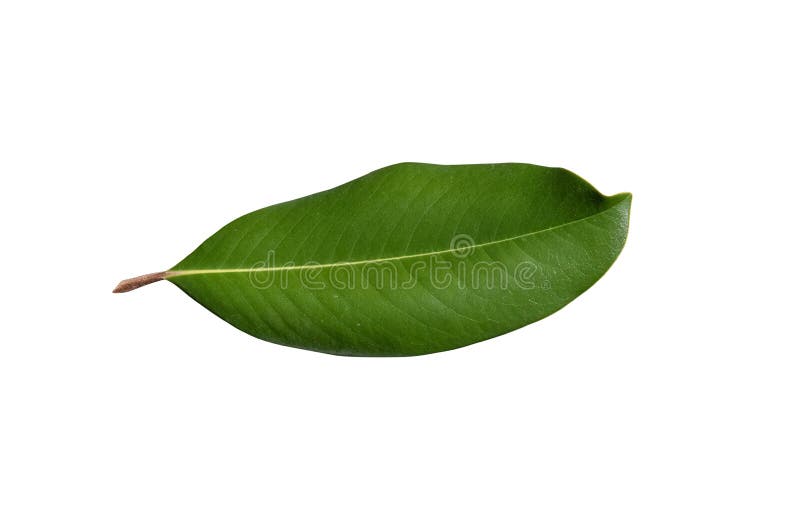 Magnolia Tree Leaf Close Up Cutout Stock Photo Image Of Texture Foliage