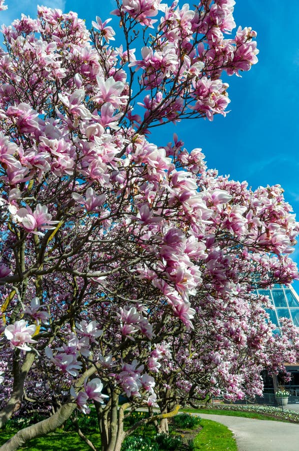 Magnolia Niagara Falls Stock Photos - Free & Royalty-Free Stock Photos ...