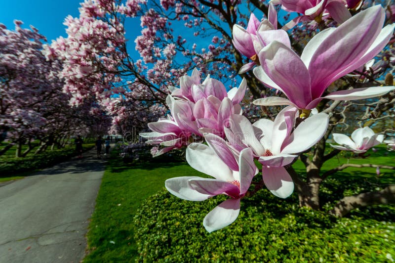 Magnolia Trees In May, Niagara Falls Stock Photo - Image of natural ...