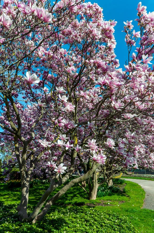 Magnolia Trees in May, Niagara Falls Stock Photo - Image of natural ...