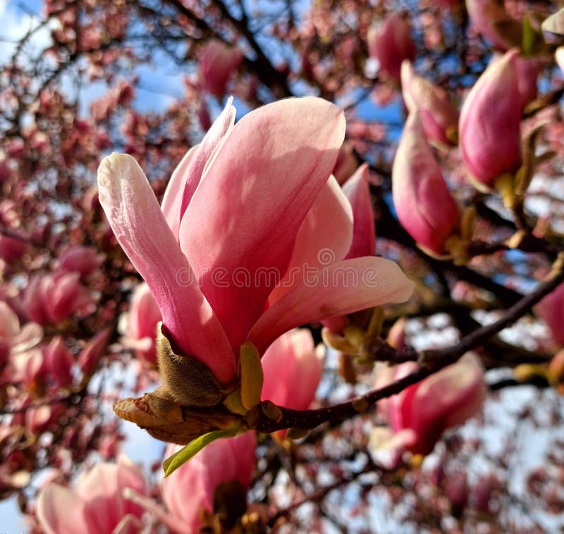 Magnolia-trädets blomningsgren under fritiden arkivfoton