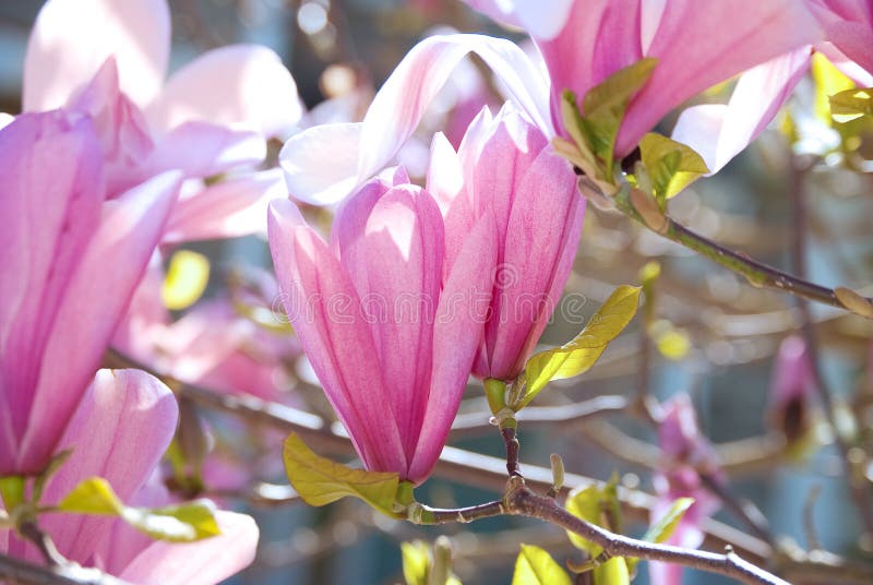 Magnolia tulip tree