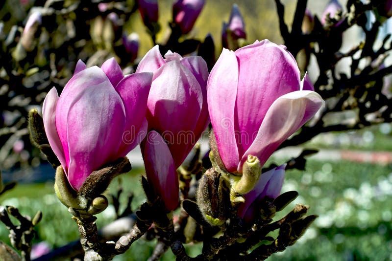 Magnolia w wiośnie obrazy stock Magnolia w wiośnie obrazy stock