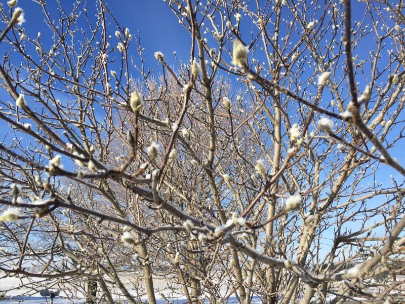 Magnolia in Winter stock image. Image of blue, buds, snow 75305581