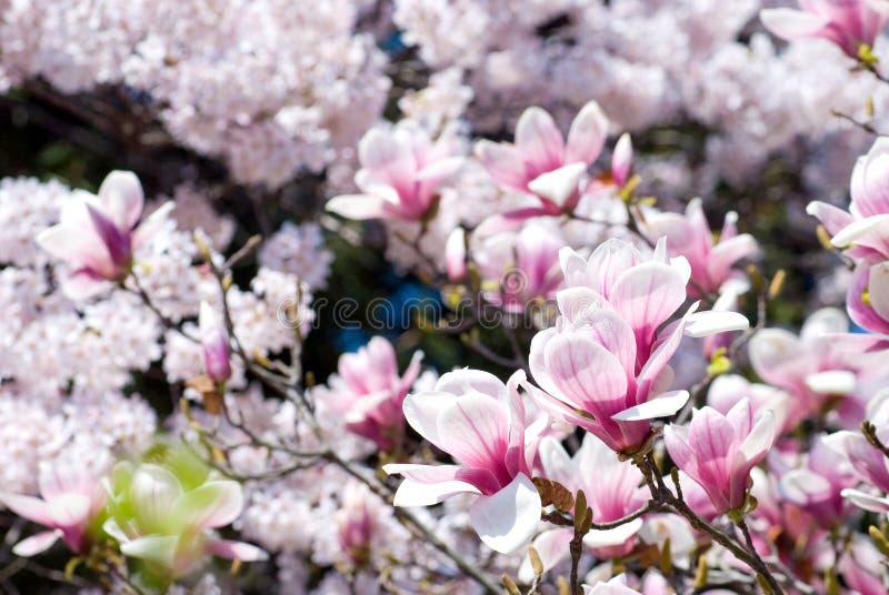 Magnolia ανθών στοκ εικόνες