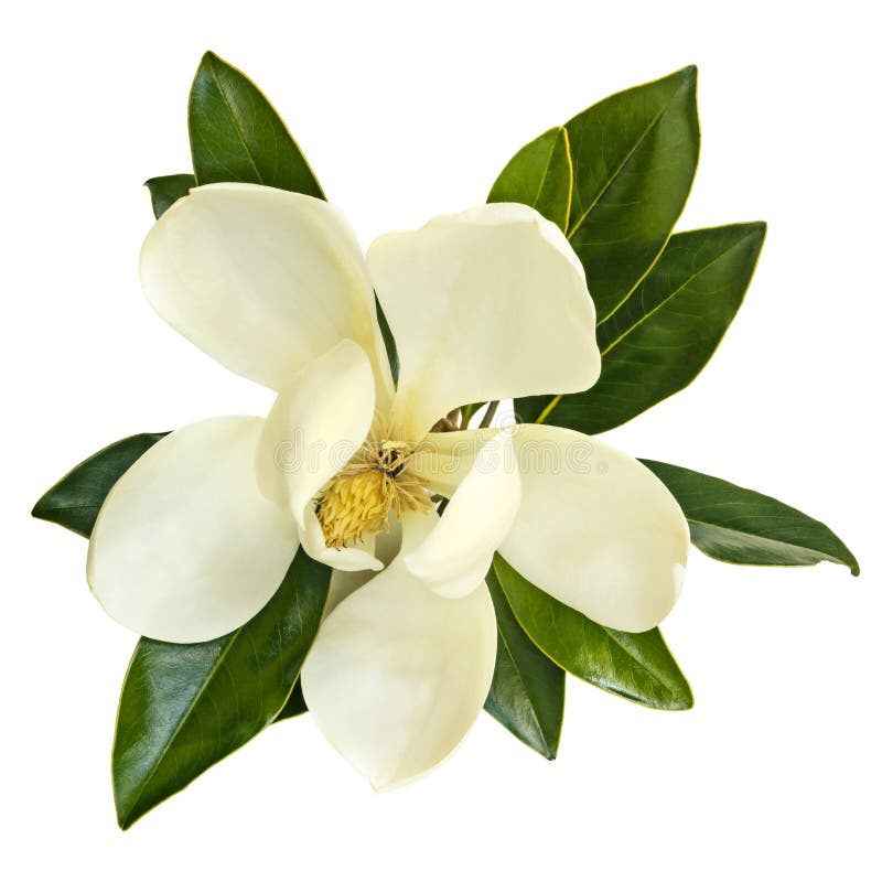 Magnolia λουλουδιών άποψη που απομονώνεται τοπ στο λευκό στοκ φωτογραφίες