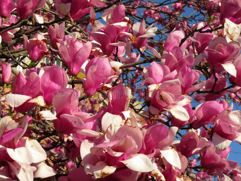 Magnolia ρόδινα άνθη Απριλίου στο Washington DC στοκ φωτογραφία