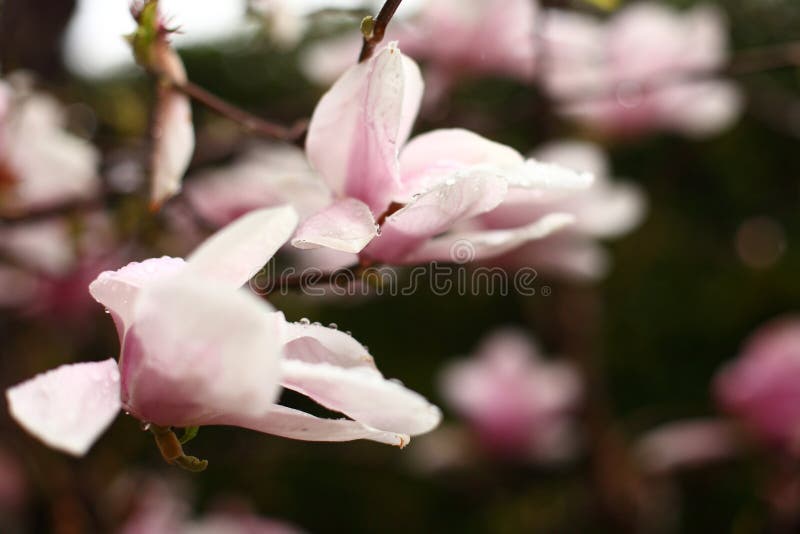 Magnoliabloemen op een tak in de vroege lente royalty-vrije stock foto's Magnoliabloemen op een tak in de vroege lente royalty-vrije stock foto's