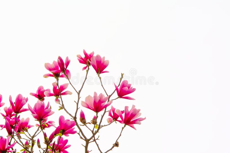 Magnoliablommor som isoleras på vit royaltyfri fotografi Magnoliablommor som isoleras på vit royaltyfri fotografi